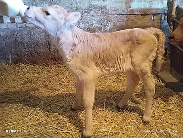 Животные: Продаю | Музоо, торпок | На откорм | Искусственник — 3