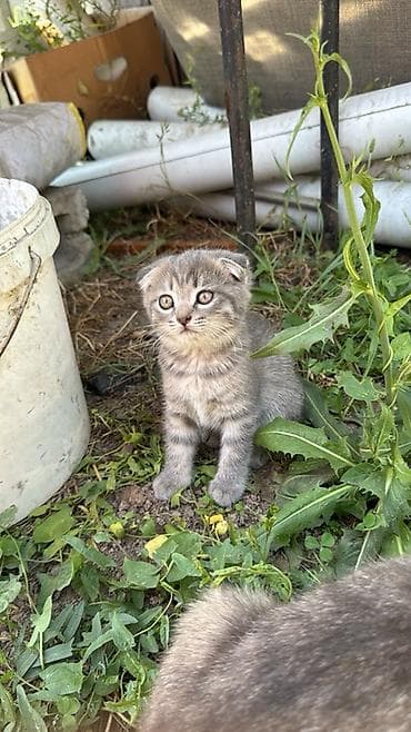 шотланские котята: Серый и черный самки А белый самец Котята домашние, разного окраса: - — 1