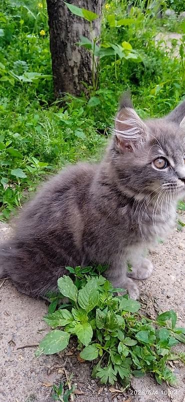 котят бесплатно: Мейн-кун, 3 месяца, Мальчик, Приучена к лотку, Проглистована — 10