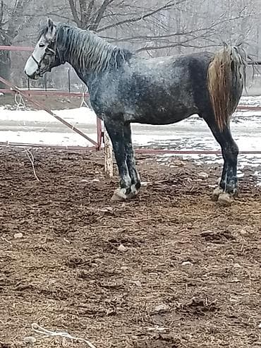 Мышыктар: Сатам | Байтал | Көбөйтүү үчүн | Асыл тукумдуу — 2