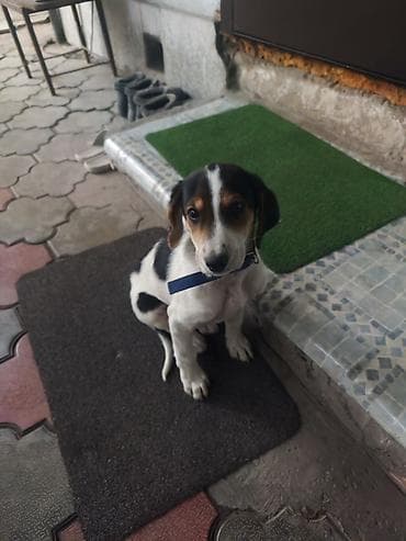 охотничи собака: Щенок породы гончая (типичный окрас триколор: бело‑черно‑рыжий) — 2