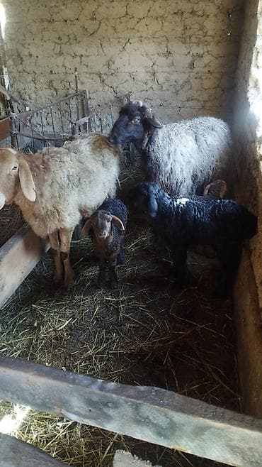 Ветеринар кызматы: Сатам | Ургаачы кой (ургаачы) | Аргын | Көбөйтүү үчүн | Ургаачы — 7