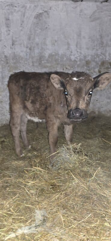 Продаю | Музоо, торпок | На откорм | Искусственник