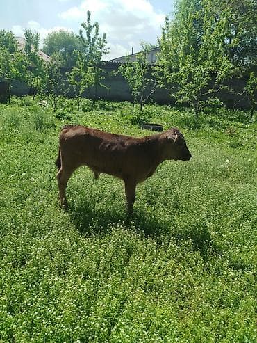 Продаю | Бык (самец) | На откорм