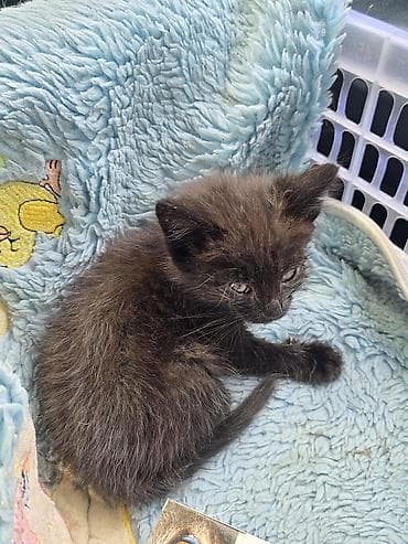 черные котята: Кошка даром: Беспородная, 1 месяц, Мальчик, Приучена к лотку — 1