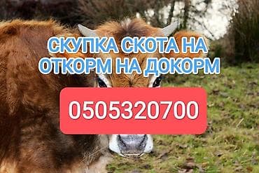 Частное лицо : Коровы, быки, Лошади, кони, | На откорм, Откормленные, Бесплатная доставка