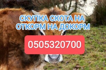 оборудование для кур: Куплю | Лошади, кони, Коровы, быки | На откорм, Откормленные, Бесплатная доставка — 1