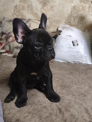 бельгийские овчарка: Бульдог, 3 месяца, Самец, С прививкой — 10