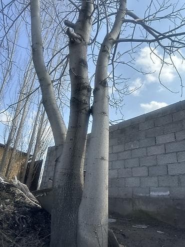 Породистое лиственное дерево для озеленения участка - Крупномер с