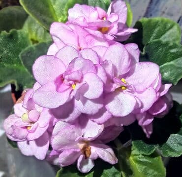 петуния цветы: В продаже детки сортовых мини и полумини фиалок 🌺🌿🌺. Есть черенки — 1