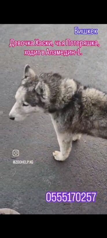 продаю охотничий собаку курцхар: ‼️‼️‼️‼️‼️‼️💕💕💕💕срочно нужен любящий хозяин, телефон на фото — 2