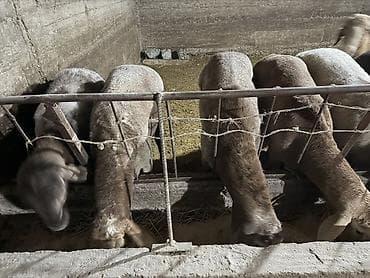 живой вес: Продаю | Баран (самец) | Гиссарская | На забой, Для разведения — 1