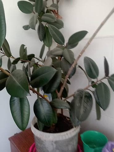 Фикусы: Фикус каучуконосный (Ficus elastica), очень большой и пышный. Высота — 2