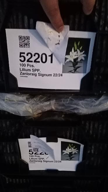 оптом кийимдер: Луковицы лилий (Lilium spp.) — профессиональные сортовые партии — 6