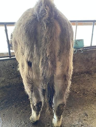 Другие животные: Продаю | Бык (самец) | На откорм, Для разведения — 1