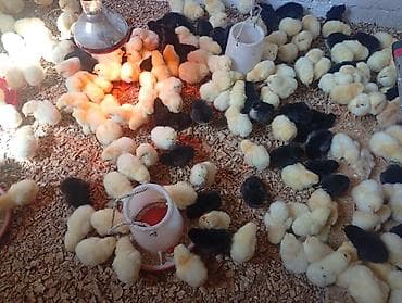 Продаю | Цыплята | Бройлерная | На забой