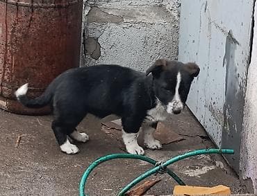 авчерка кучук: Собака даром: 3 месяца, Самка — 2