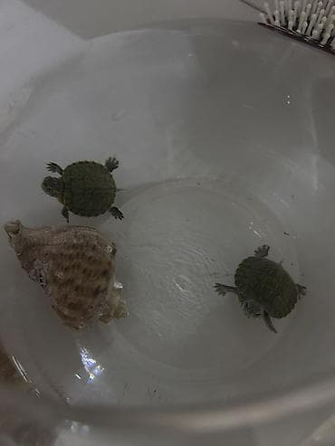 фильтр для пруда: Малыши водные черепахи (примерно 3–4 см панцирь). Активные, хорошо — 4