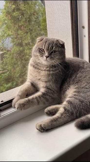 шотландская прямоухая кошка: Предлагается к вязке шотландская вислоухая кошка (скоттиш-фолд) с — 1