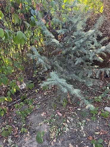 сеянцы голубой ели: Ель голубая (Picea pungens, «голубая ель») для ландшафтного — 3
