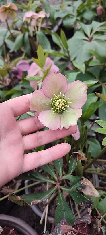 цветы малачай: Саженцы цветка: Морозники — 3