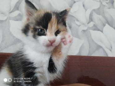 именные ошейники для кошек на заказ: Отдам в хорошие руки .Много играет,мало кушает. Ещё есть рыжий цвет,и — 3