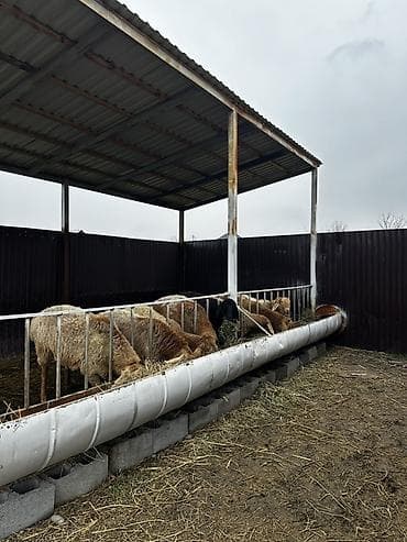 живой корм: Продаю | Овца (самка) | Эдильбаевская | Для разведения | Матка — 1