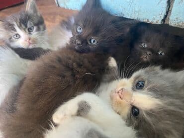 котенок шиншилла цена: Мейн-кун, 2 айлык, Эркек, Биколор, Аргын, Лотокко барууга үйрөтүлгөн — 1