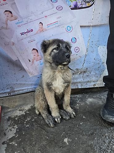 Щенок, Алабай Возраст — примерно 2–3 месяца. Окрас серо-палевый с