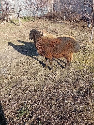 Продаю | Овца (самка), Ягненок, Баран (самец) | Гиссарская, Эдильбаевская, Арашан | На забой, Для разведения, Для шерсти | Ярка