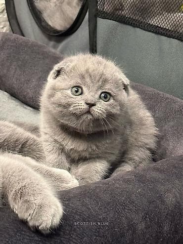 кошка рыжая: Шотландские вислоухие котята! Продажа! Очаровательные мальчики и — 4