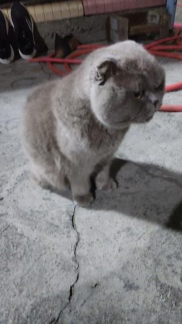 Шотландский вислоухий кот, окрас «голубой». - Плотная плюшевая