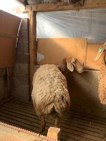 арашан кочкор сатылат: Сатам | Ургаачы кой (ургаачы) | Арашан — 7