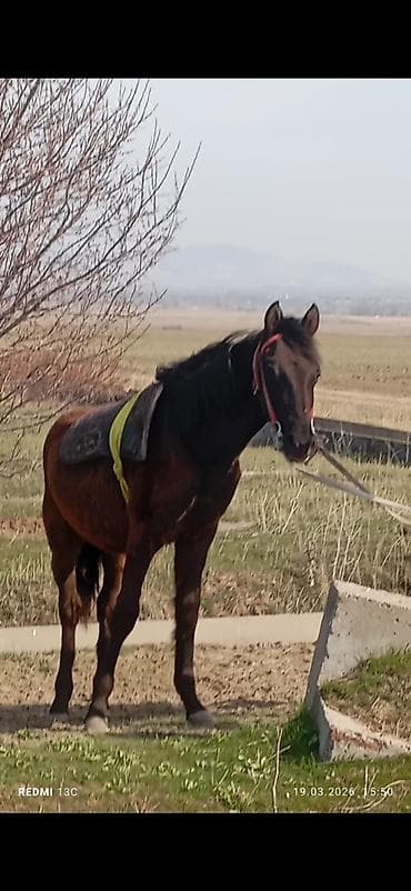 бычки бельгиец: Продаю | Жеребец | Полукровка | Рабочий — 3