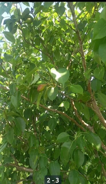 malina.kg продажа малины оптом в бишкеке новопокровка фото: Саженцы груши (вероятно, колонновидные/низкорослые). Фото из — 2