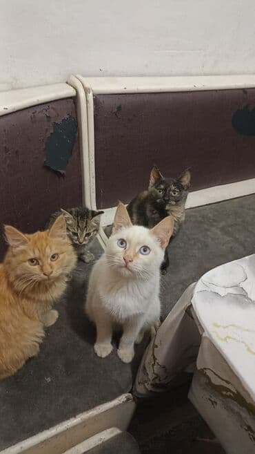 новорожденные котята: Отдаем в добрые руки котят🙏 черная, рыжая и серая -это девочки — 3