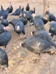 продажа щенков немецкой овчарки с документами в бишкеке: Кара ханзаада уроонго эт багытында — 5