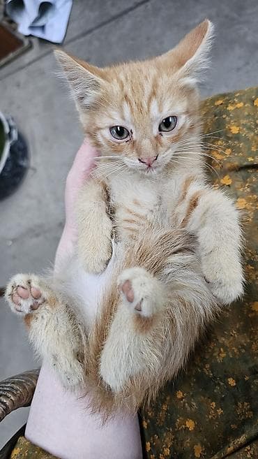 chow chow: Котята в добрые руки, 3 девочки и один мальчик. к лотку приучены жалко — 1