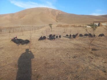 Продаю | Индюк (самец) | Черный принц | Для разведения | Племенные