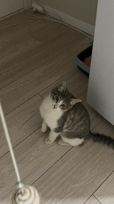 скан ечки: Кошка даром: Беспородная, 6 месяцев, Мальчик, Приучена к лотку — 4