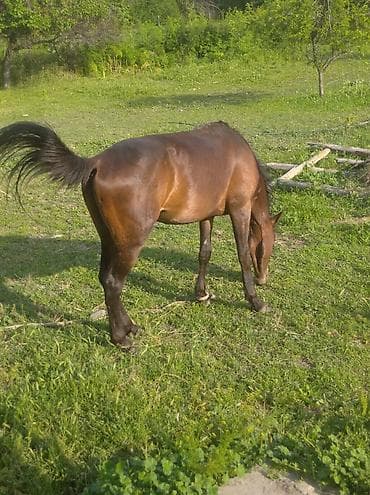мал кой: Продаю | Конь (самец) — 2