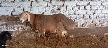 стришка барана: Продаю | Овца (самка) | Для разведения — 3