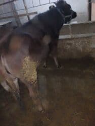 дома для кошек: Байланган кунажын — 1