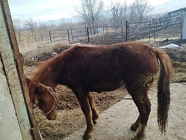 охотничая собака: Продаю | Конь (самец) | На забой | Племенные — 5