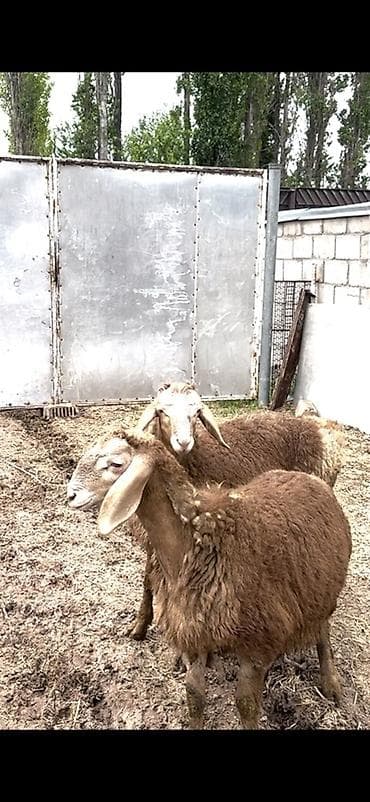 птица фабрика: Продаю | Овца (самка), Ягненок, Баран (самец) | Гиссарская, Арашан | Для разведения | Племенные, Осеменитель — 3