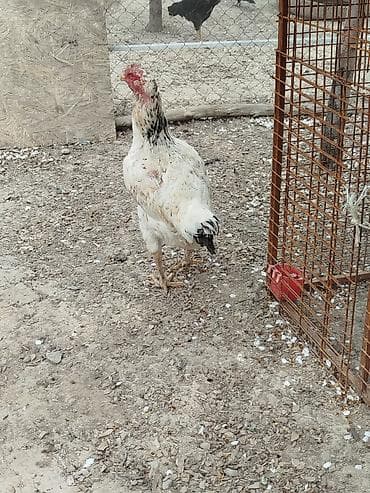 продам курей: Дакан мекиштер сатылат активный 8 штук бар алмашу жолдору бар жемге — 8