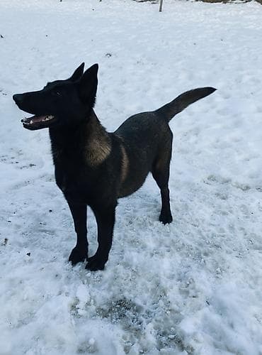 Бельгийская овчарка, 5 месяцев, Самец, С прививкой, С родословной