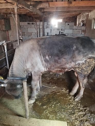 сары булун: Сатам | Бука (эркек) | Бордоп семиртүү үчүн | Байланган — 5