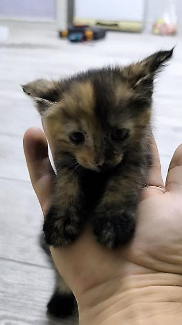 котяты: Тайская, 1 месяц, Мальчик — 10