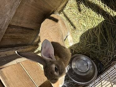 корм для папугая: Продаю | Крольчата | Фландр | Для разведения — 1